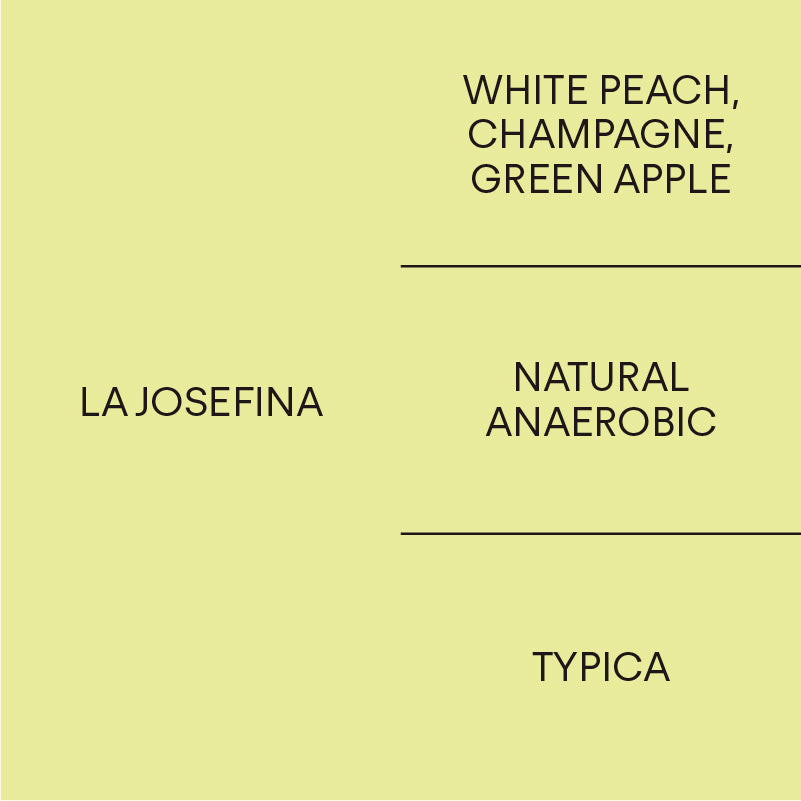 Ecuador Josefina Typica